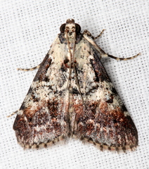 Orthaga rubridiscalis