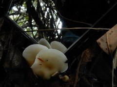 Clitocybe phyllophila