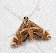Margarosticha euprepialis