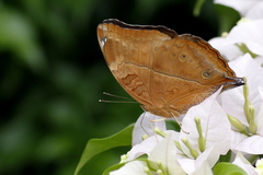 Doleschallia bisaltide