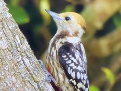 Leiopicus mahrattensis