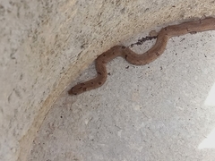 Oligodon sublineatus