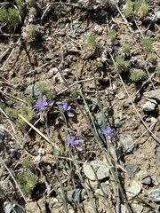Polygala tenuifolia