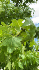 Liquidambar styraciflua