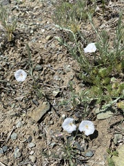 Convolvulus ammannii
