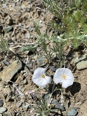 Convolvulus ammannii