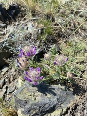 Astragalus laguroides