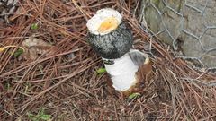 Itajahya galericulata