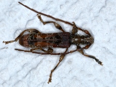 Tessaromma undatum