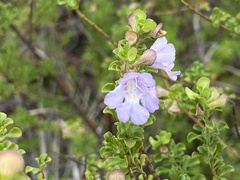 Prostanthera spathulata