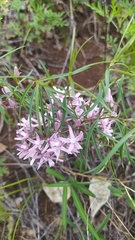Cynanchum purpureum