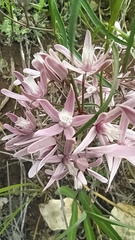 Cynanchum purpureum