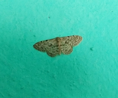 Idaea inquinata