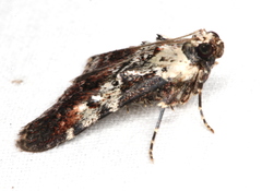 Orthaga rubridiscalis