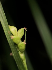 Carex digitalis digitalis