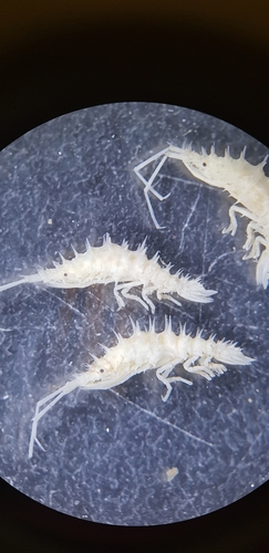 Spectrarcturus hystrix