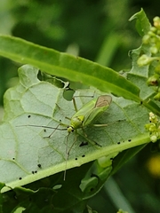 Calocoris alpestris