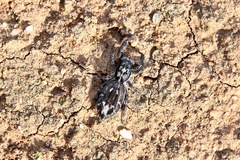 Ocrisiona melancholica