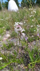 Silene jeniseensis