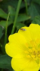 Chlorops