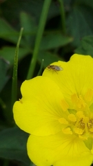 Chlorops