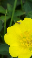 Chlorops