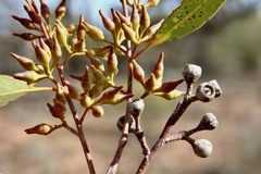 Eucalyptus socialis