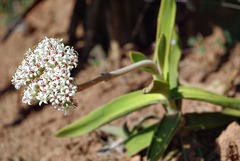 Crassula perfoliata image