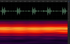 Diceroprocta eugraphica