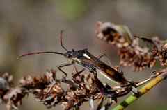 Mirperus jaculus