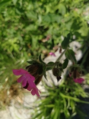 Silene dioica