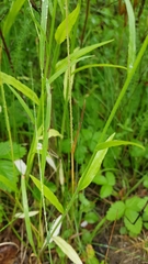 Campanula rapunculus