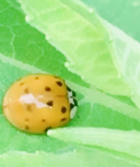 Harmonia axyridis