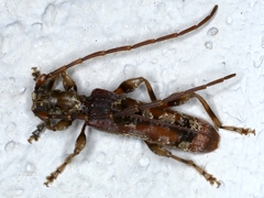 Tessaromma undatum