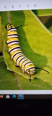 Danaus plexippus