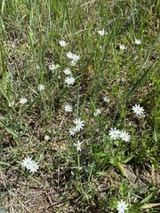 Stellaria dahurica
