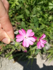 Silene dioica