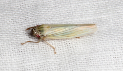 Cofana spectra
