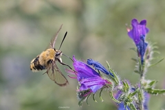 Hemaris tityus