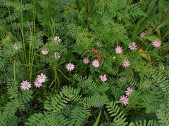 Sabatia dodecandra foliosa