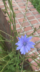 Cichorium intybus
