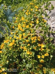 Lysimachia nummularia