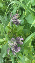 Symphytum officinale