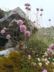 Armeria cantabrica