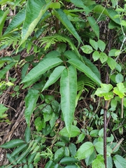 Tetradium glabrifolium
