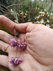Armeria cantabrica