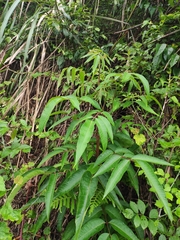 Tetradium glabrifolium