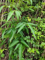 Tetradium glabrifolium