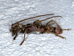 Tessaromma undatum