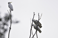 Cacatua galerita galerita